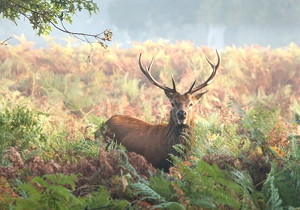 壓力角20°模數(shù)m3.75磨前齒輪滾刀